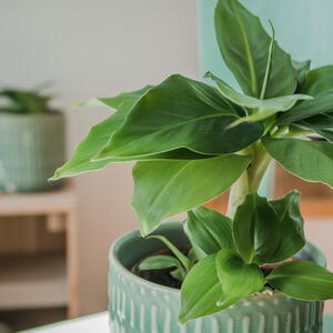 Dwarf Cavendish Banana Plant