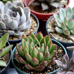 Stunning Echeveria Succulents in Pots