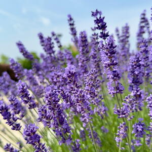 Lavender plant close up in a field against a blue sky background.