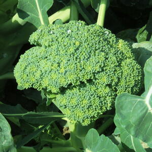 broccoli growing in the garden
