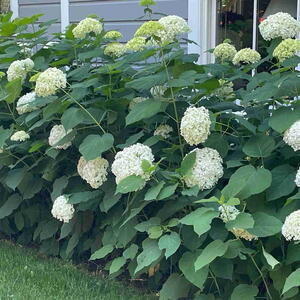 Mature white smooth hydrangeas growing along the north side of a house.