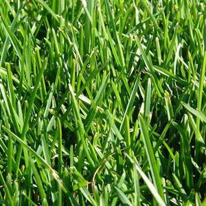 Close-up of Kentucky Bluegrass lawn