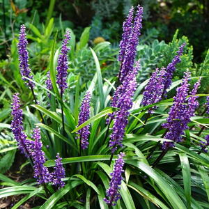Liriope muscari, 'Moneymaker'