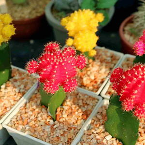 Moon Cactus Plant