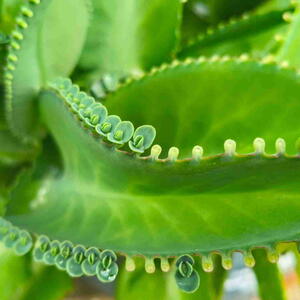 Kalanchoe daigremontiana (Mother of Thousands)