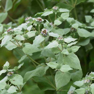 Short toothed mountain mint (Pycnanthemum miticum)