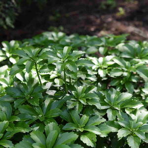 Pachysandra terminalis growing outside.