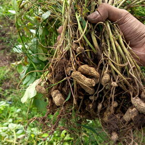 Harvesting Peanuts