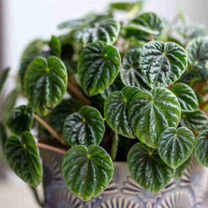 Peperomia Caperata Lilian houseplant in a pot
