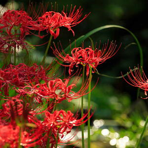 Red Spider Lillies growing outside