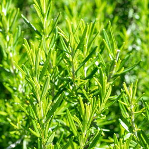 green rosemary bush, many branches are randomly arranged. fresh seasoning