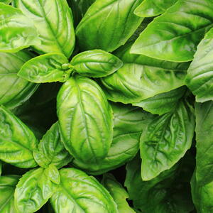 sweet basil leaves as nice natural food background
