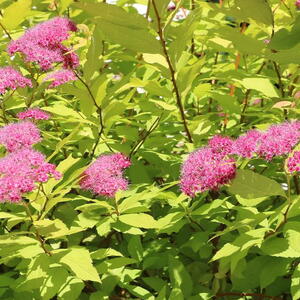 Closeup of a Perennial spirea flower plant bush