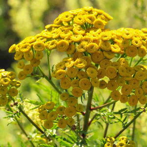 Tansy Flower on Pixabay