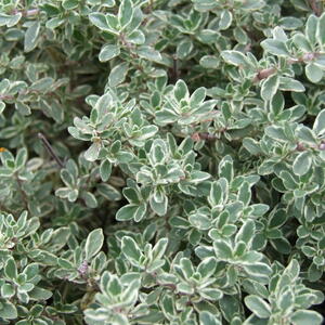 thyme herb growing in the garden 