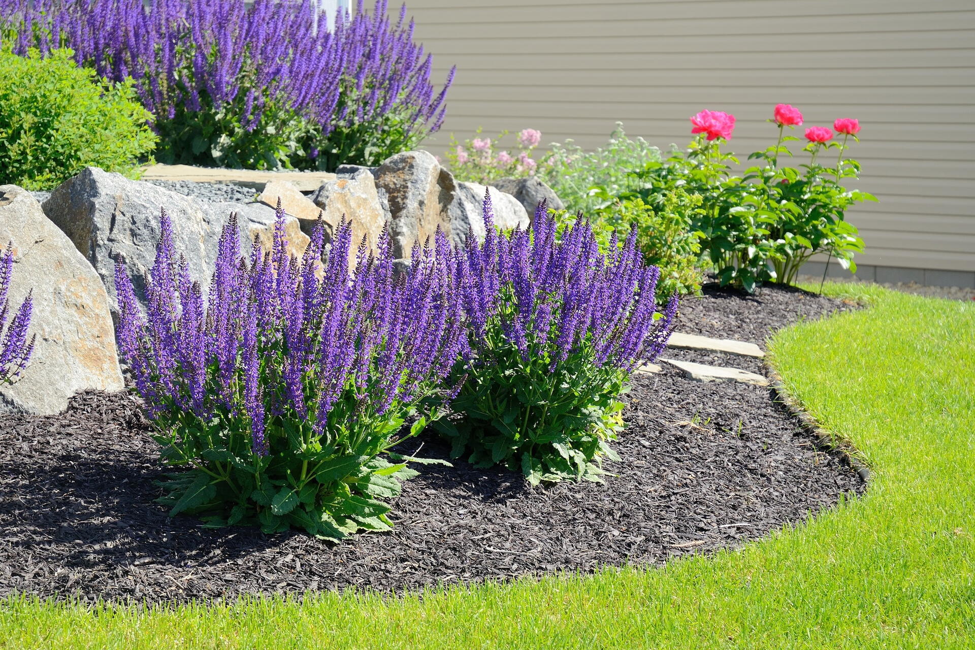 purple salvia growing in a garden with pink flowers and rocks