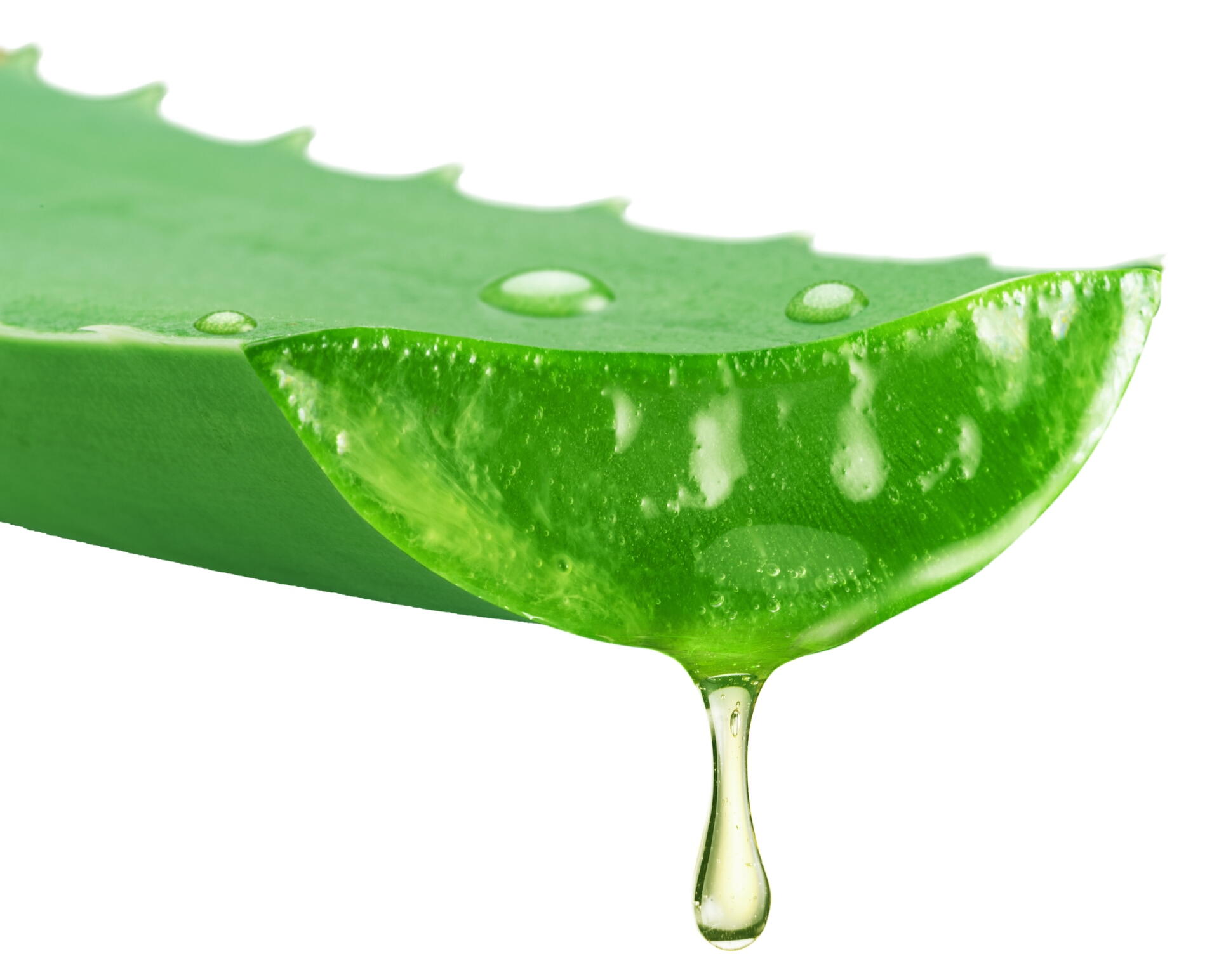 Aloe gel dropping from fresh aloe vera leaf cut on white background