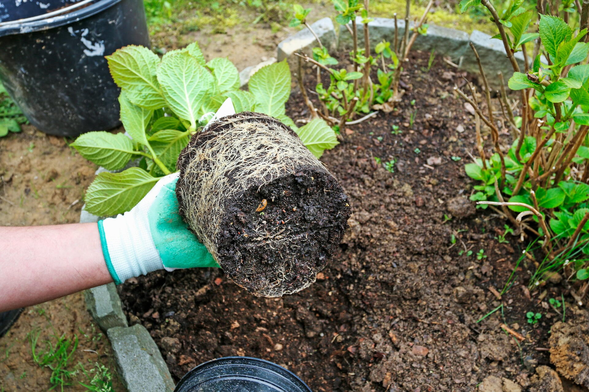 Hydrangea root ball with tightly circling roots held over a garden planting hole.