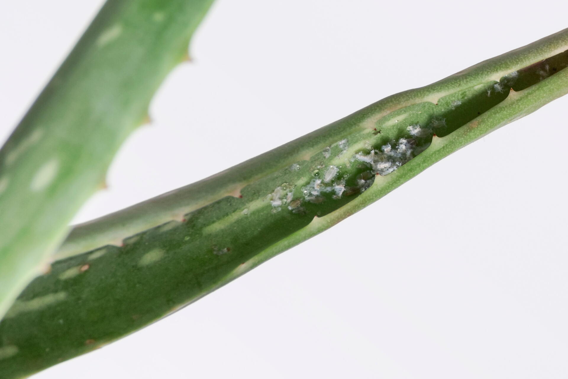 Aloe vera leaf with cottony mealybug
