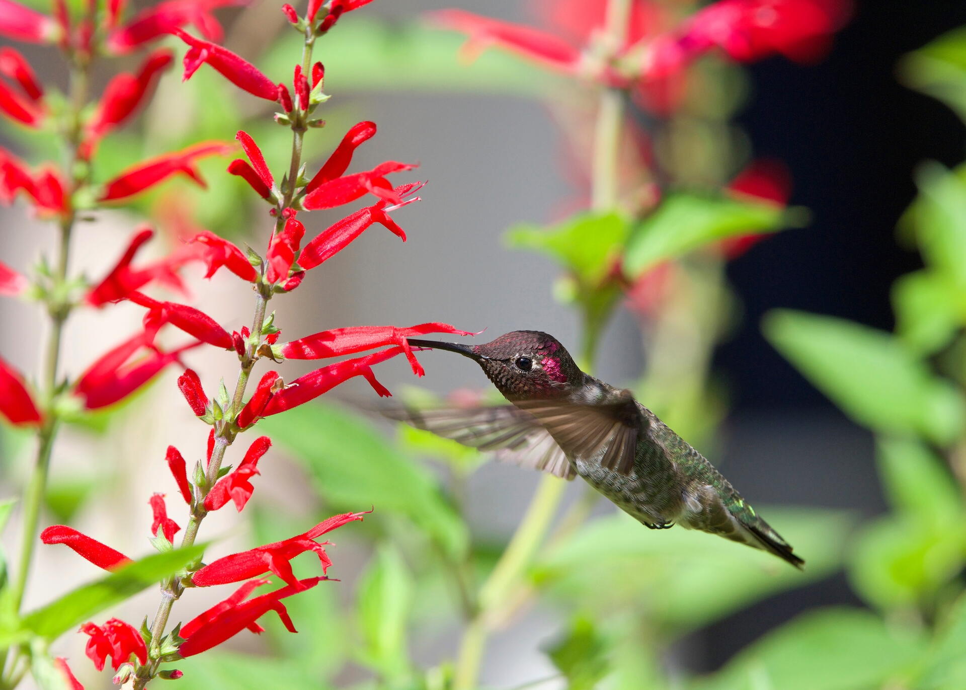 a hummingbird drinks nectar from red salvia flowers