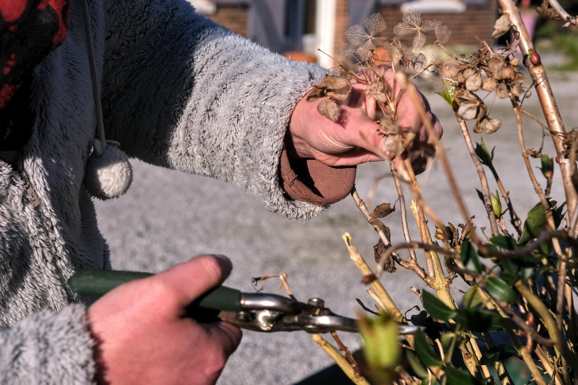 Gardener pruning woody hydrangea stems with hand pruners.