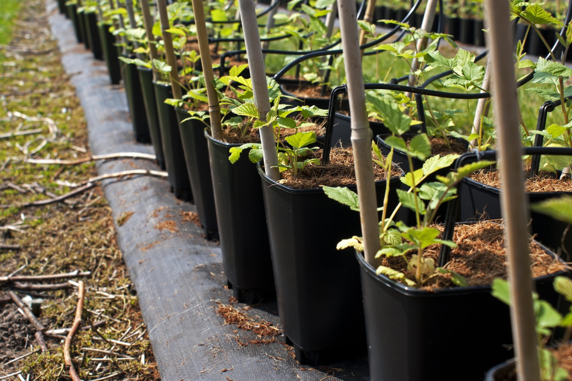 Young raspberry plants growing in nursery pots with bamboo stakes.