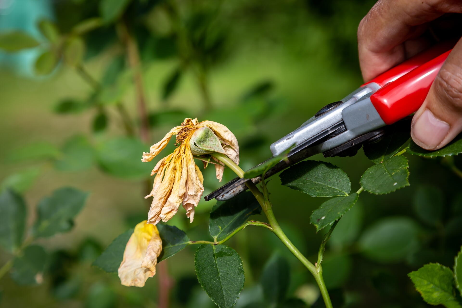 Hand pruners positioned near a leaf junction on the stem of a faded yellow rose.
