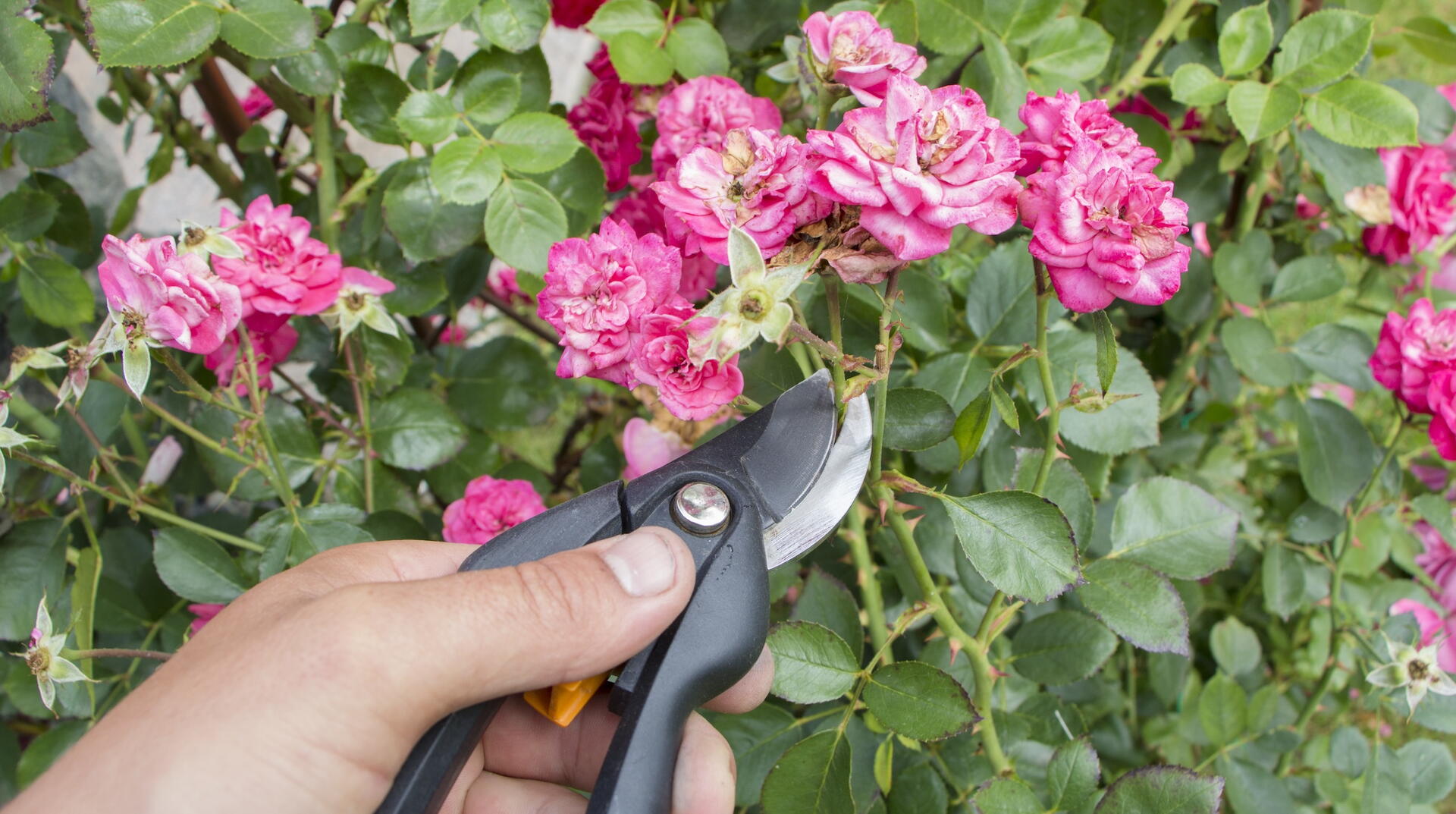 Hand pruners near a spent rose flower among clusters of pink roses, with other blooms still open.