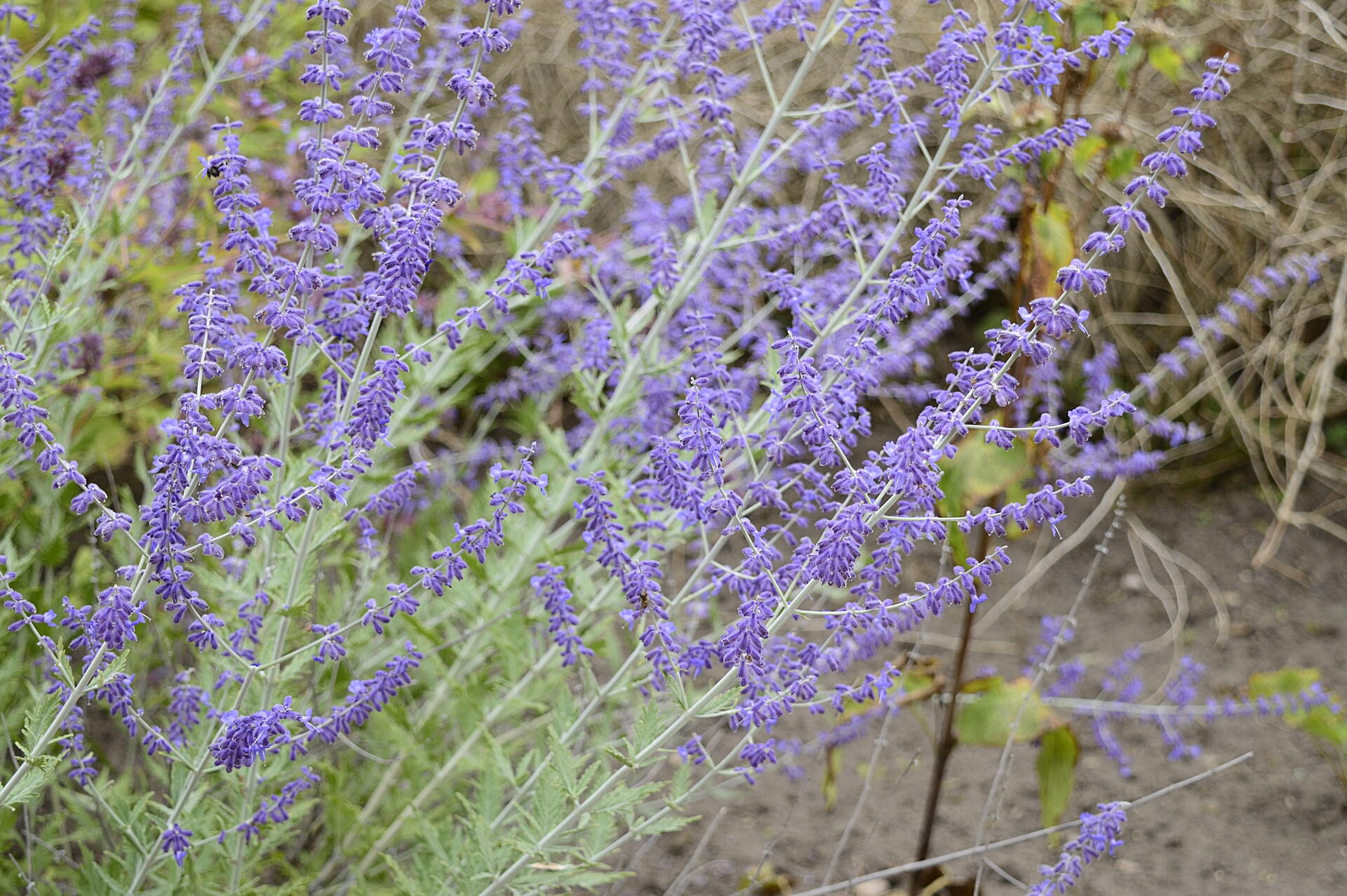 purple salvia growing outside