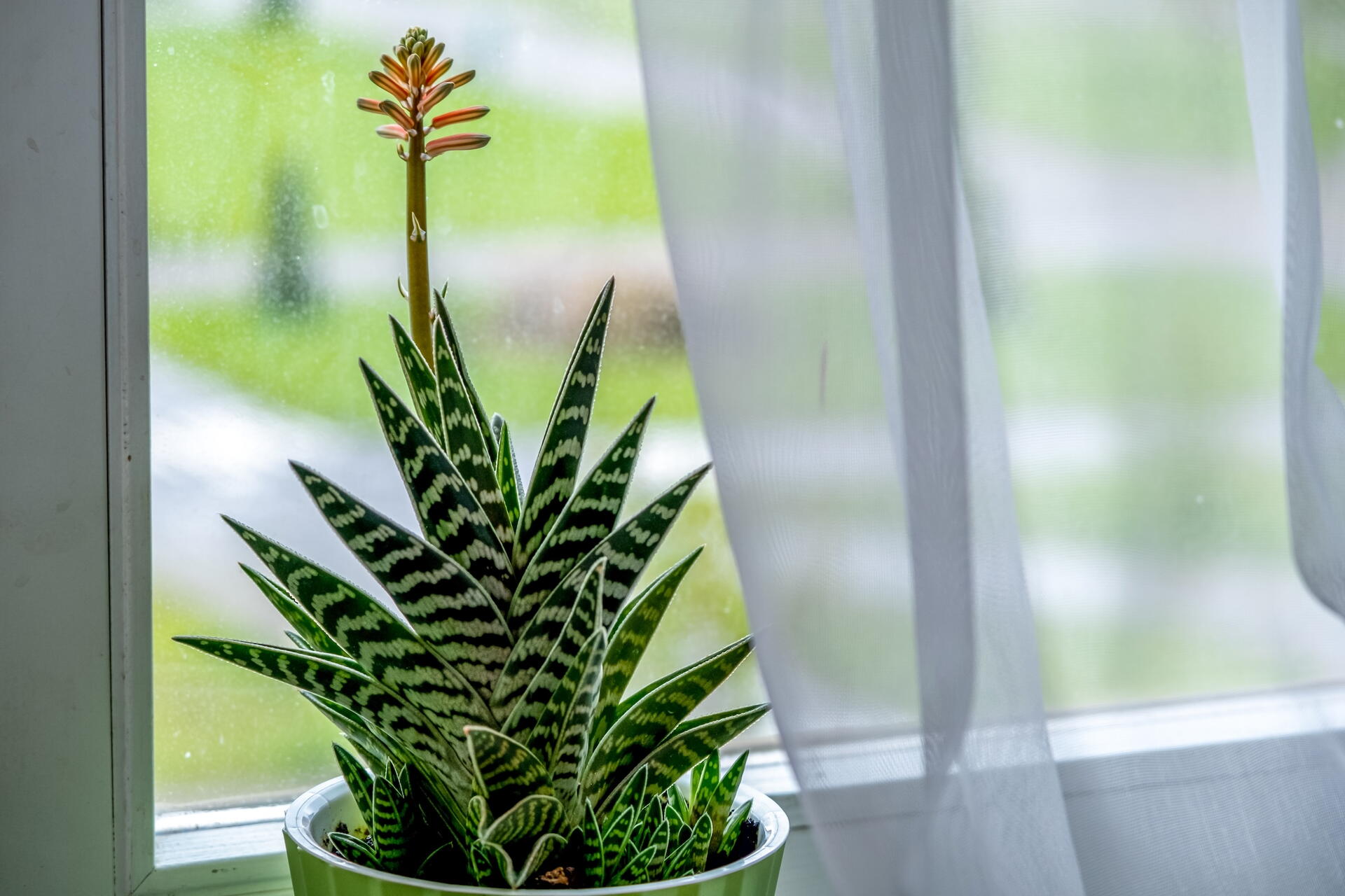 green and white striped aloe plant on a windowsill