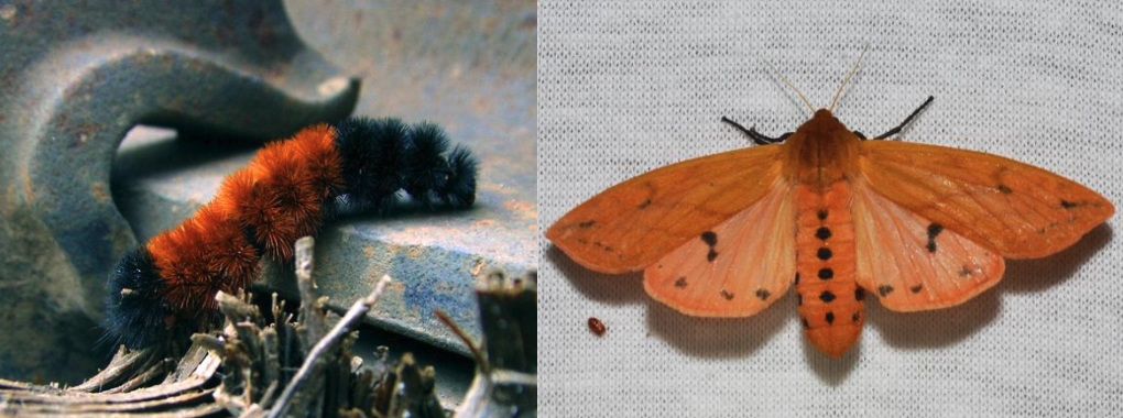 A brown and black striped caterpillar and a yellow-orange moth with black spots