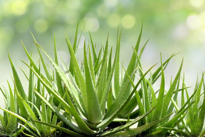 Cultivation of Aloe Vera