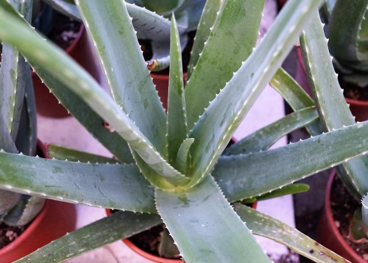 Aloe vera plants in pots