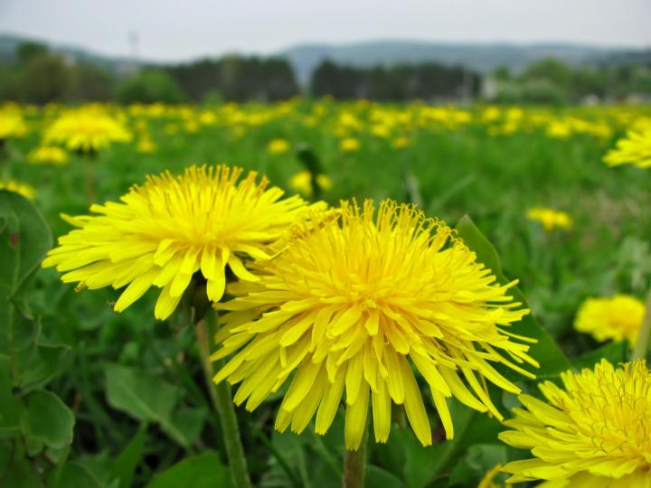 Image result for Dandelion