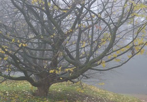 tree in fog