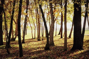 woodlot forest