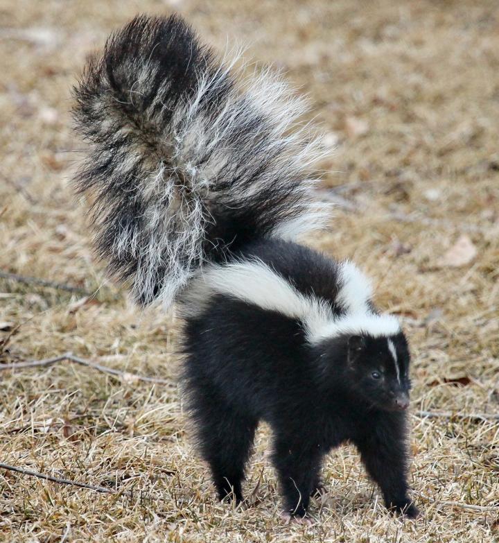 Image result for skunk