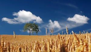 golden wheat shafts