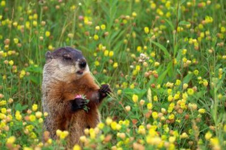 groundhog-flower_0.jpg
