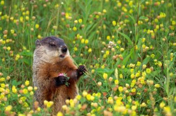 groundhog-flower_0.jpg