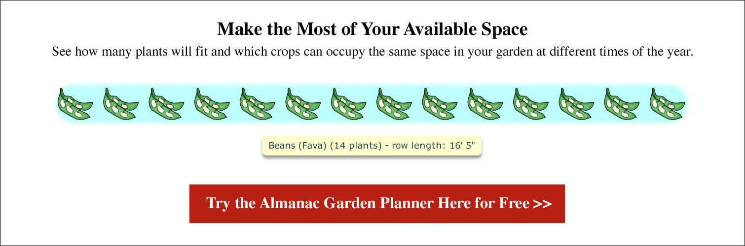 Bean Growth Chart