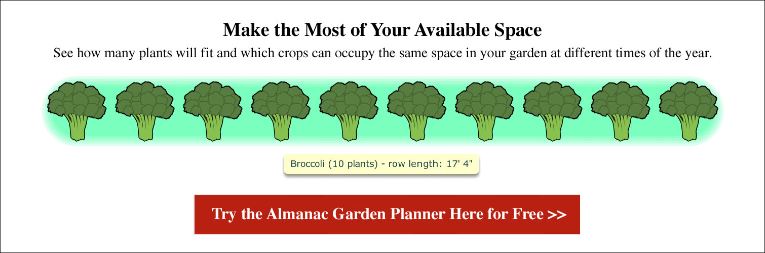 Spacing for Broccoli