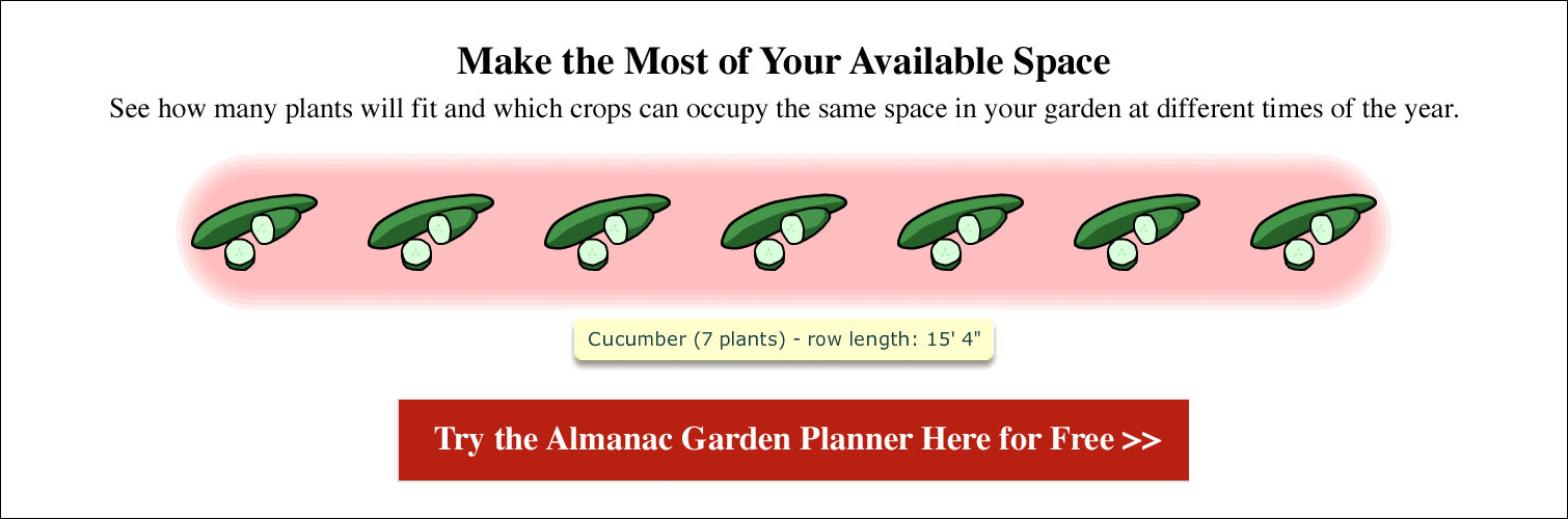 Cucumbers Planting Growing And Harvesting Cucumbers The Old