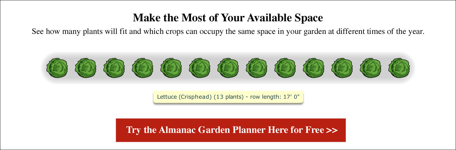 Spacing for Lettuce