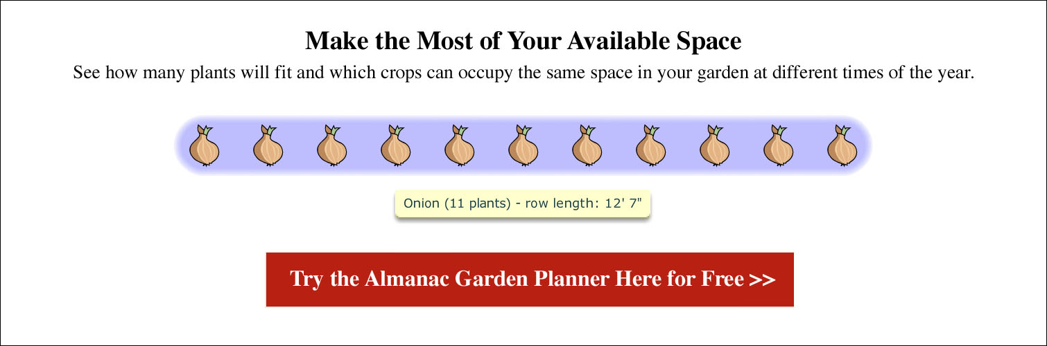 Spacing for Onions