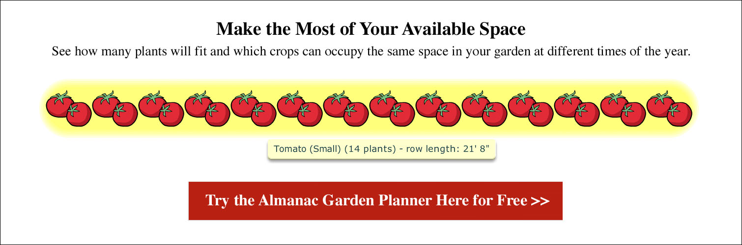 Tomato Growth Chart