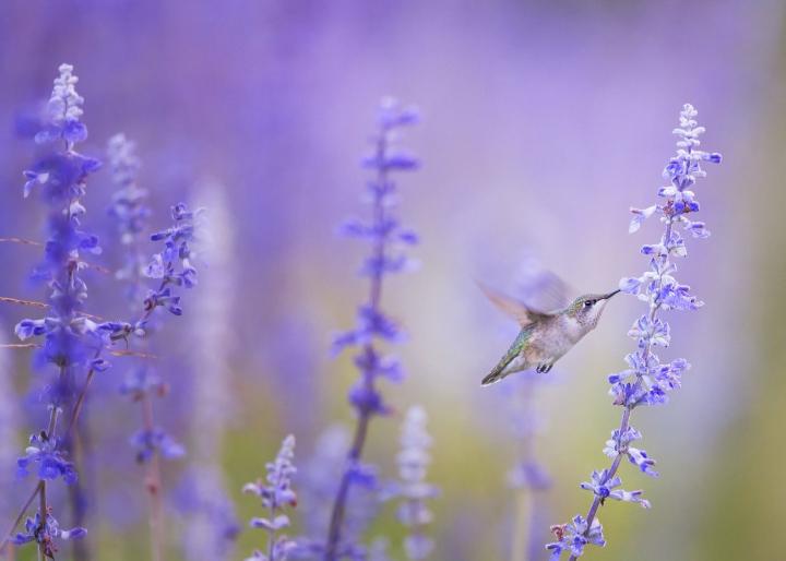 Hummingbird at purple flowers