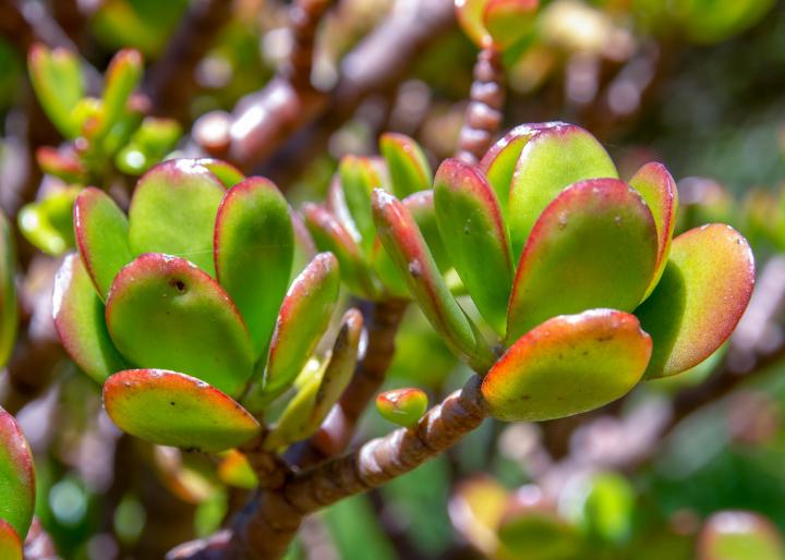 Jade plant leaves with red tips. Photo by Mauricio Acosta Rojas/Shutterstock.