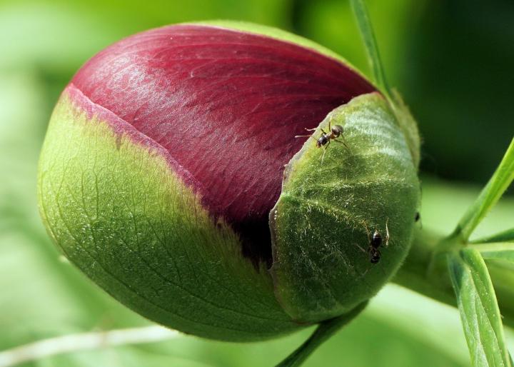 Ants on peony bud