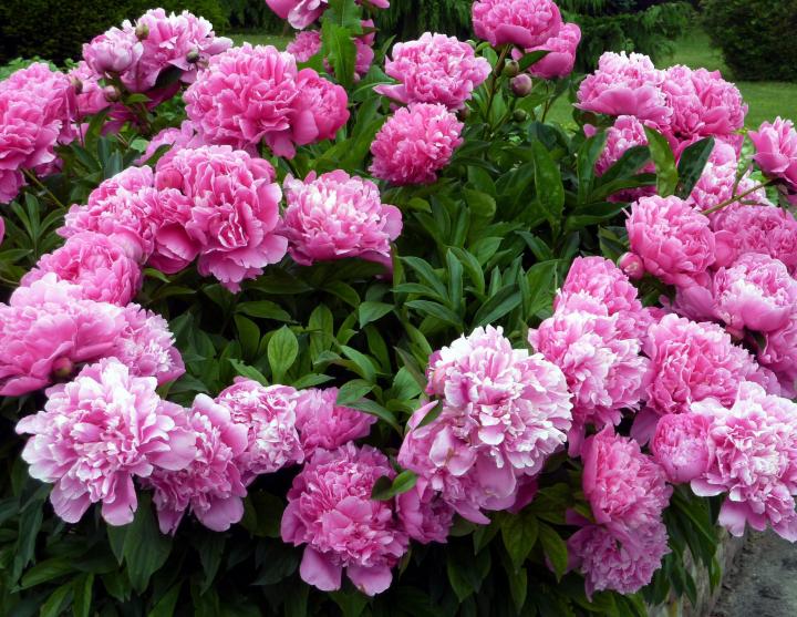 Peony flowers